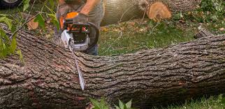 Trusted Portland, ME  Tree Services Experts