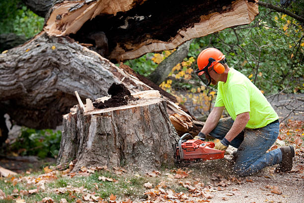 Best Firewood Processing and Delivery  in Portland, ME